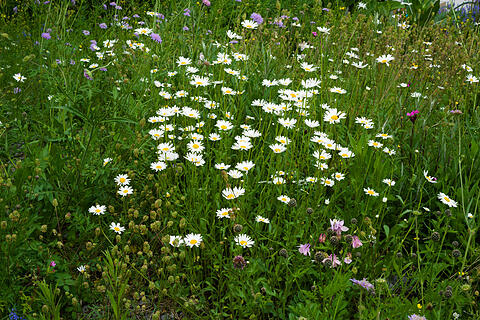 Wildblumenwiese im Mai