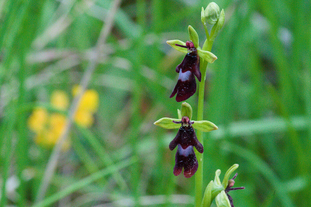 Orchidee