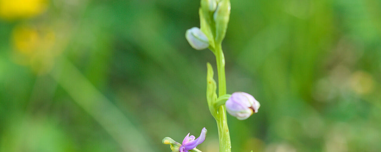 Orchidee