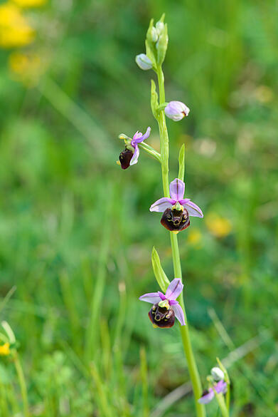 Orchidee
