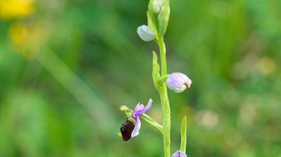 Orchidee
