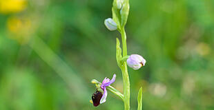 Orchidee