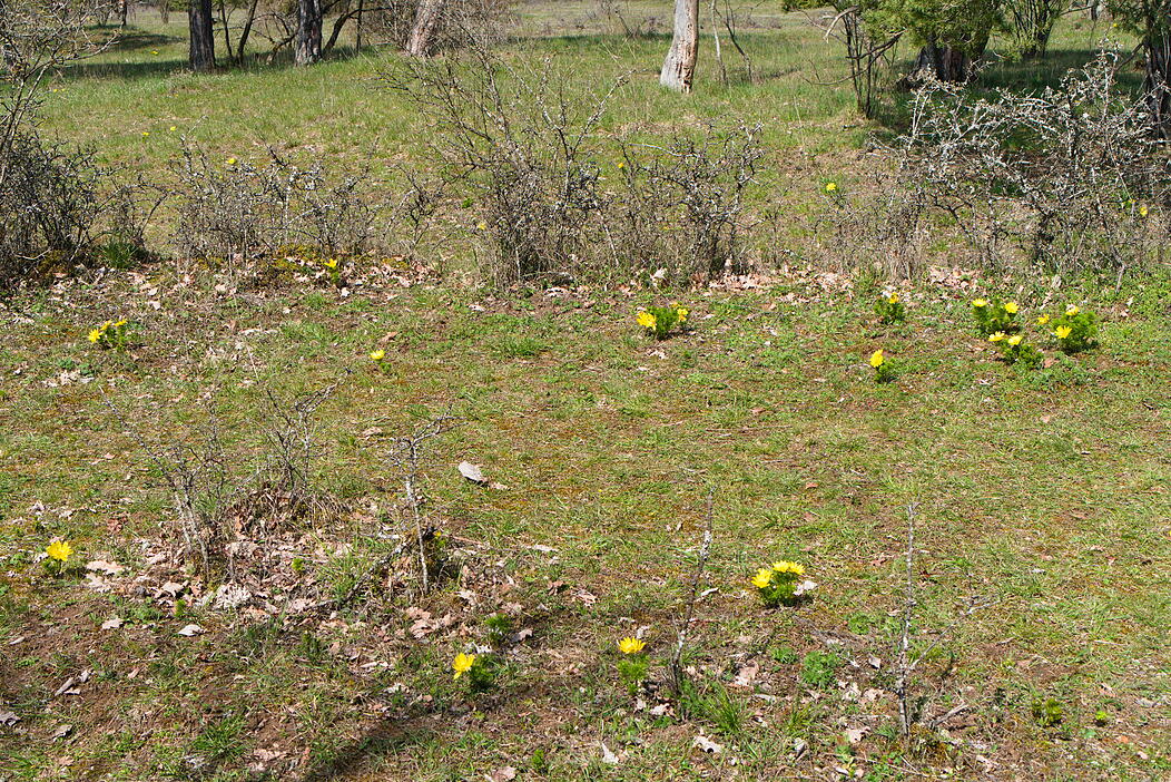 Mein sch&ouml;ner Garten