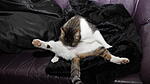 Katzenw&auml;sche